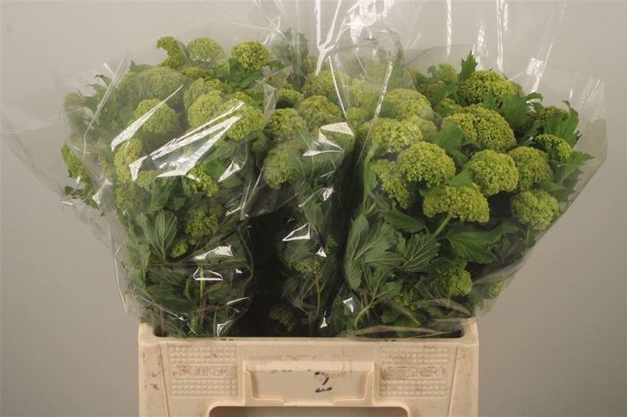 <h4>Viburnum Roseum St</h4>