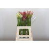 Nerine Mix