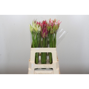 Nerine Mix