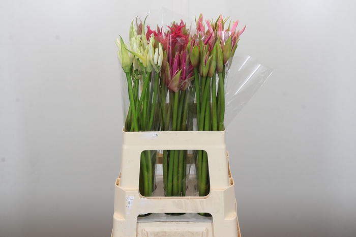 Nerine Mix