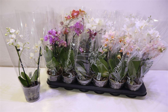 <h4>Phal Gem 4 Kl</h4>