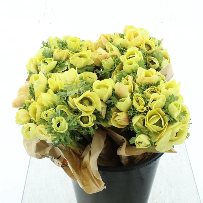 <h4>Anemone Powder Cream</h4>