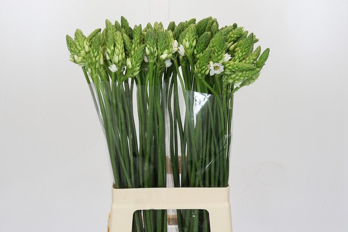 <h4>Ornithogalum Thyrsoides</h4>