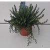 Rosmarinus officinalis overig