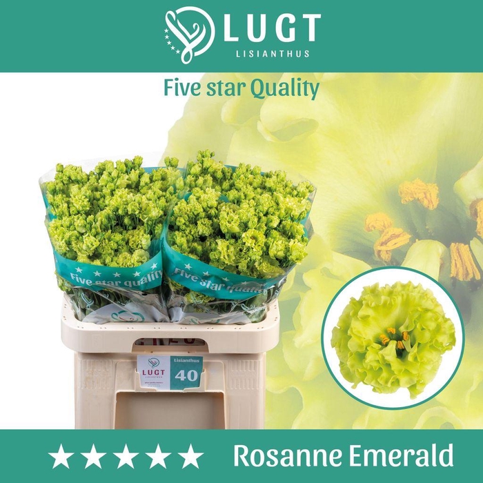 <h4>Lisianthus do rosanne emerald</h4>