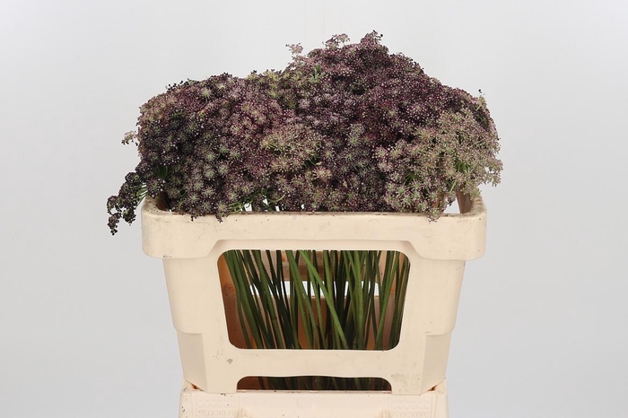 <h4>Daucus Carota</h4>