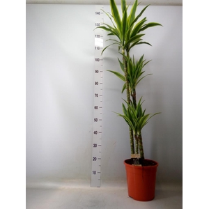 Dracaena fr de 'LemonLime'