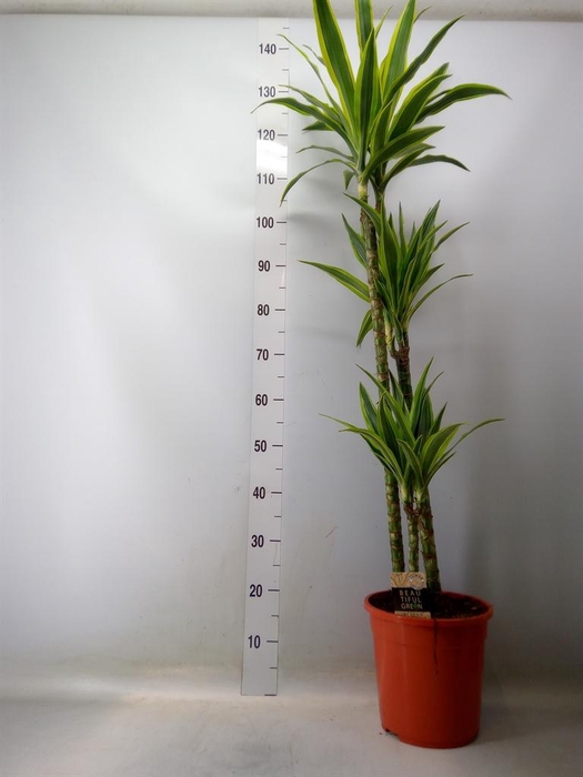 <h4>Dracaena fr de 'LemonLime'</h4>
