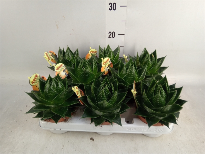 <h4>Aloe aristata 'Cosmo'</h4>