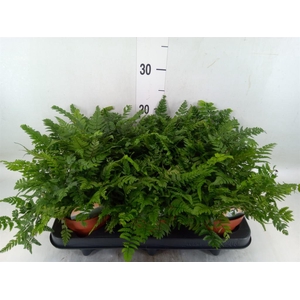 Polystichum tsussimense