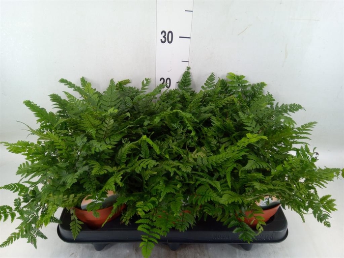 <h4>Polystichum tsussimense</h4>