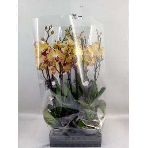 Phalaenopsis  'FC Papagayo'