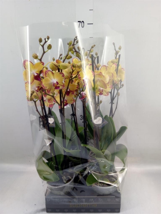 <h4>Phalaenopsis  'FC Papagayo'</h4>