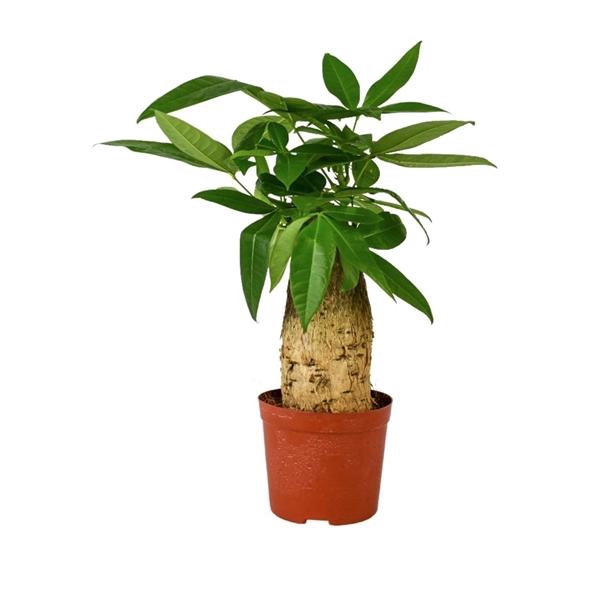 <h4>Pachira aquatica 12 cm trunk</h4>