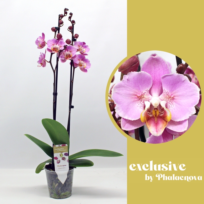 <h4>Peach Blossom 2-tak 65cm (GROEN)</h4>