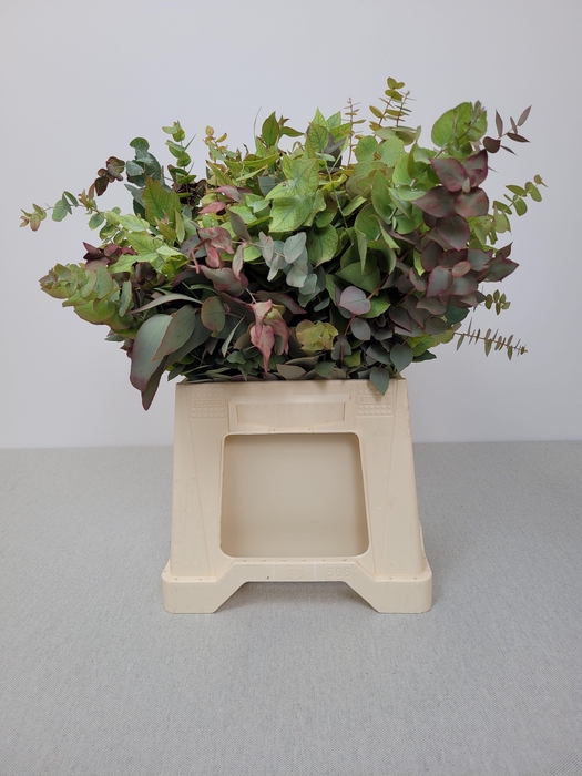 EUC STUARTIANA HERFST PB