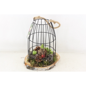 arr4 Amaryllis MB - Vogelkooi XL red