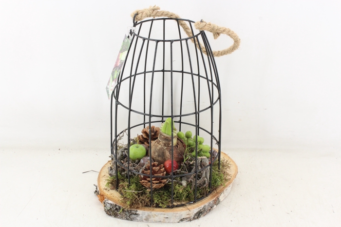 <h4>arr4 Amaryllis MB - Vogelkooi XL red</h4>