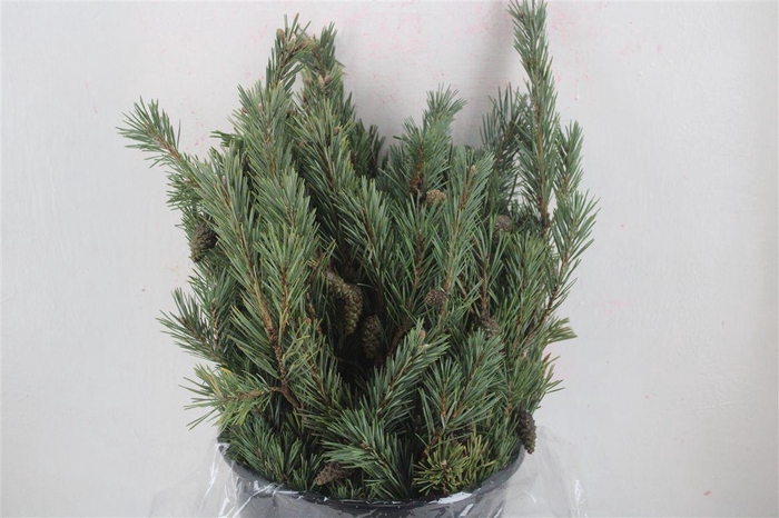 <h4>Pinus Mugo P Bunch</h4>