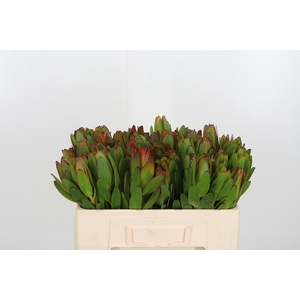 Leucadendron Saf Goldstrik