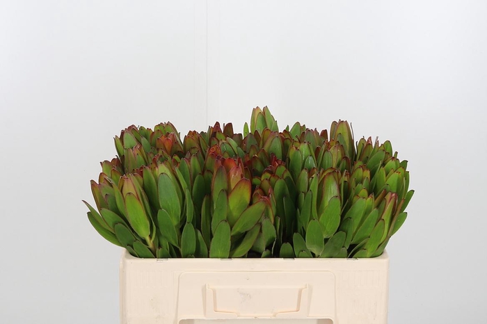 Leucadendron Saf Goldstrik