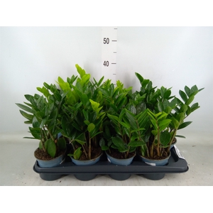 Zamioculcas zamiifolia