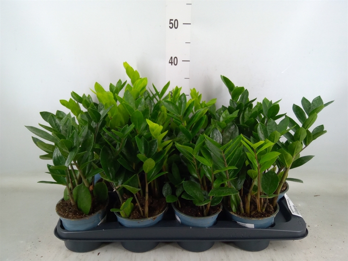 <h4>Zamioculcas zamiifolia</h4>