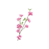 Prunus Fuchsia