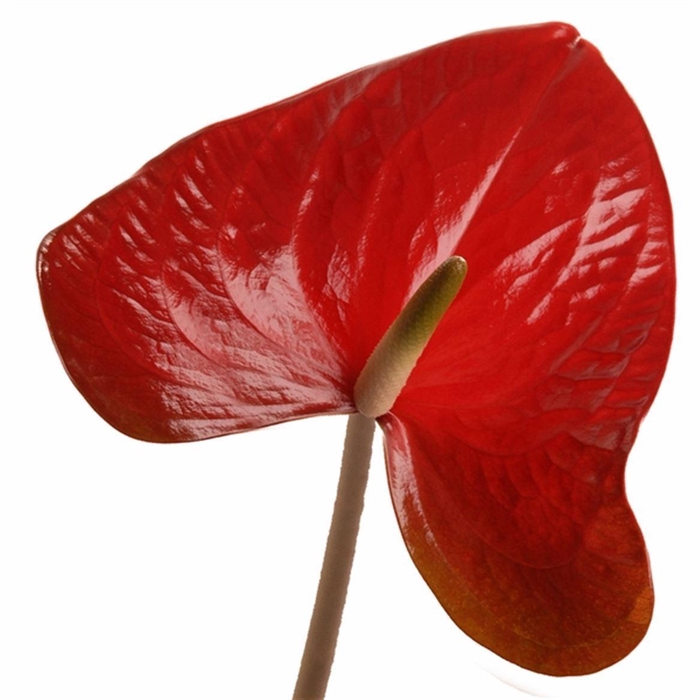 <h4>Anth A Red Amor</h4>