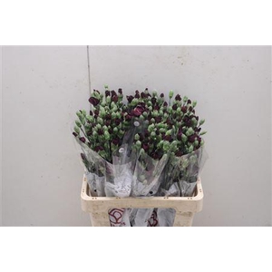Di Solomio Deep Purple