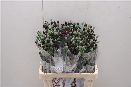 <h4>Di Solomio Deep Purple</h4>