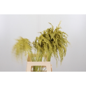 Calamagrostis Kl Bh Geel