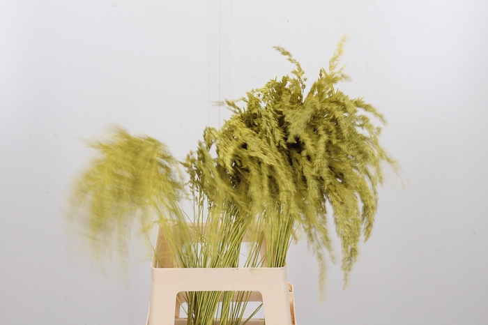 <h4>Calamagrostis Kl Bh Geel</h4>