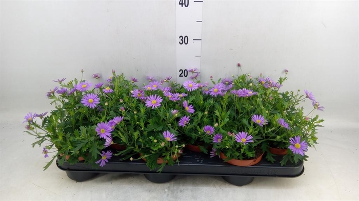 <h4>Brachycome   ...</h4>