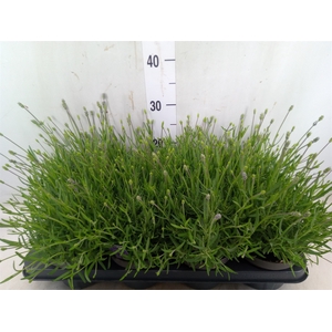 Lavandula angus. 'Essence Pure'