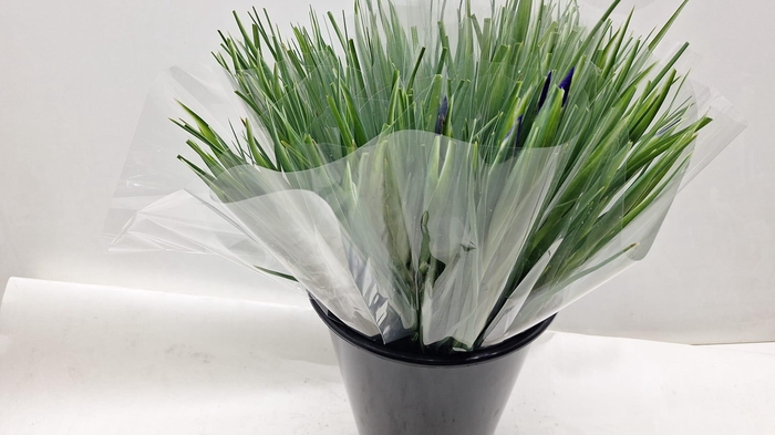 <h4>Mono Iris x 10</h4>