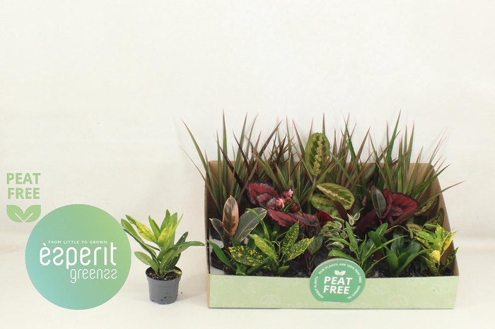 <h4>KAMERPL GEM OV</h4>