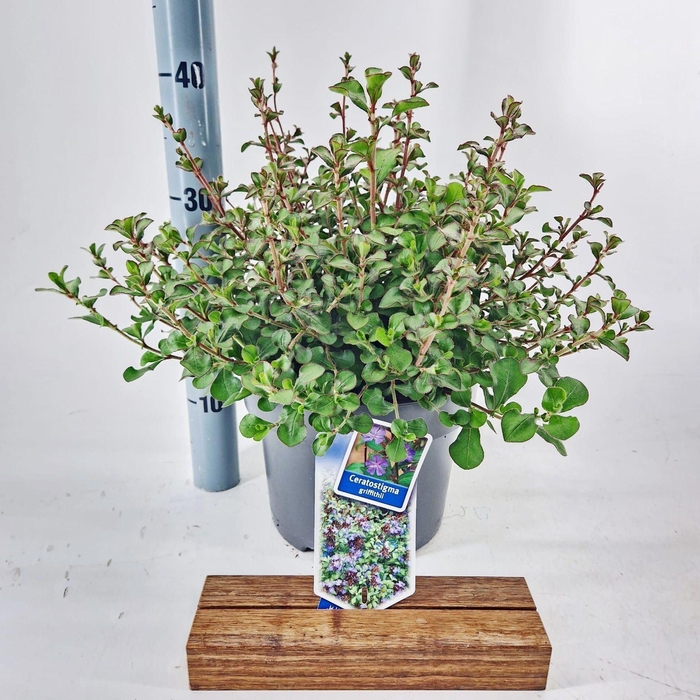 <h4>Ceratostigma griffithii</h4>