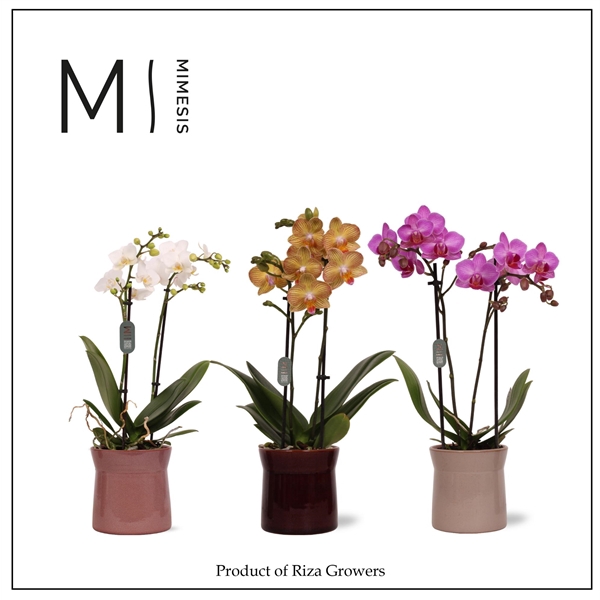 <h4>Mimesis Phal. Mix - 2 spike 9cm in Elise Mix Ceramic</h4>