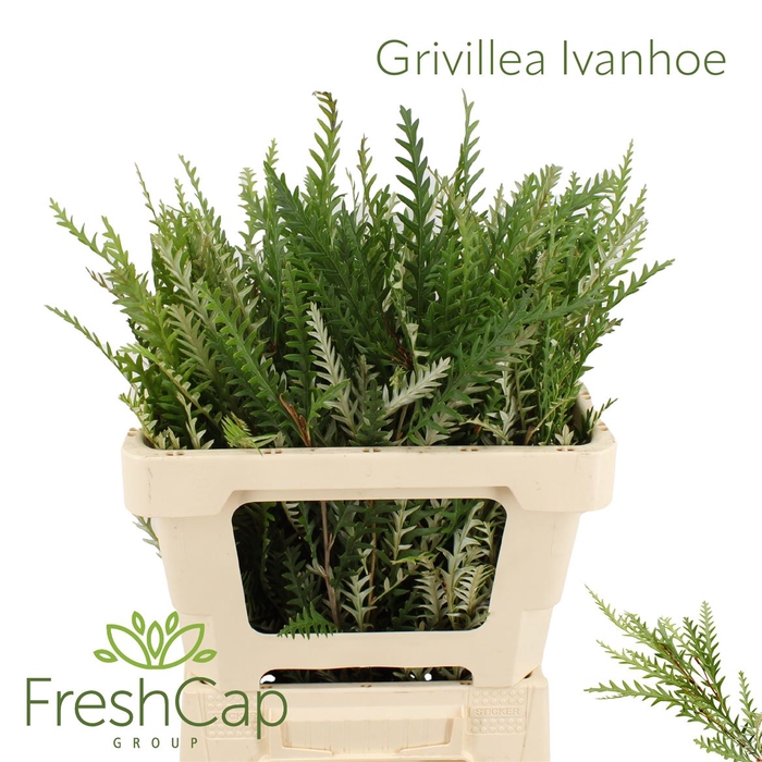 <h4>Grevillea Ivanhoe</h4>