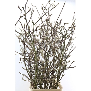 Magnolia Extra P Stem 160cm X10