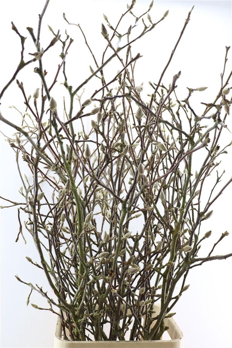 <h4>Magnolia Extra P Stem 160cm X10</h4>