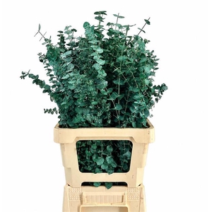 Euc. Baby Blue Preserved Green