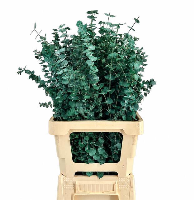 <h4>Euc. Baby Blue Preserved Green</h4>