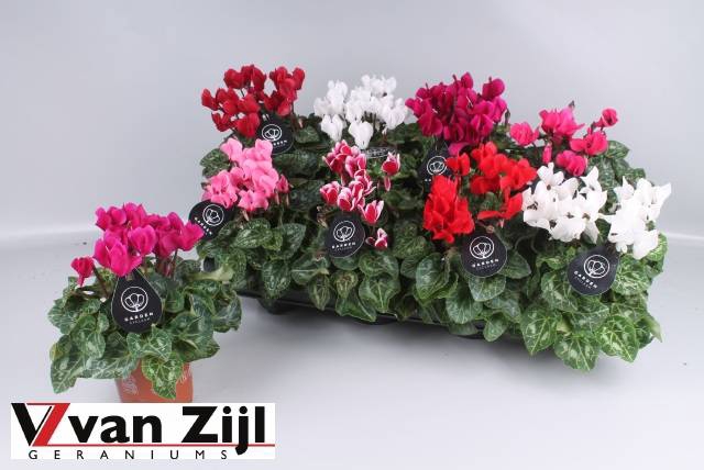 <h4>CYCL KL GARDEN</h4>