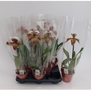 PAPH AMERIKA HYB GEM