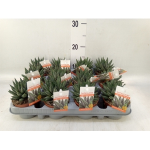 Haworthia   ...
