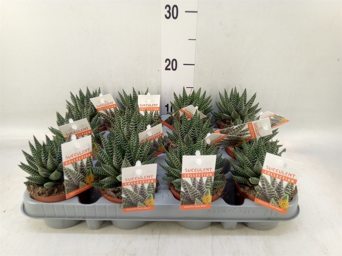 <h4>Haworthia   ...</h4>