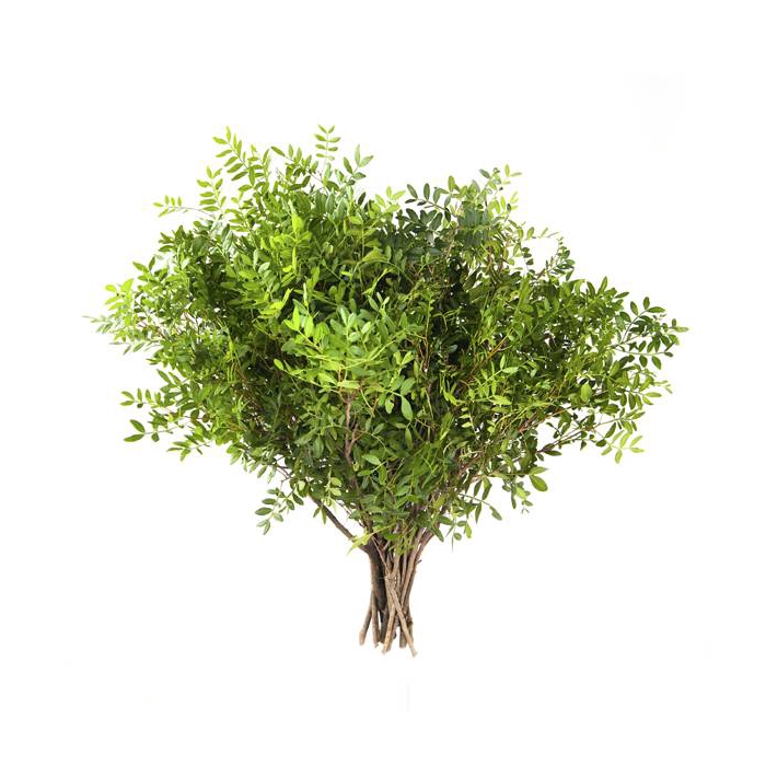 <h4>PISTACIA 50CM</h4>