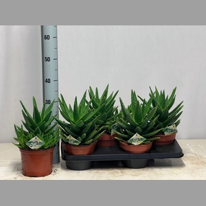 ALOE PERFOLIATA